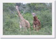 07AkagaraPMGameDrive - 10 * Giraffe (Twiga).